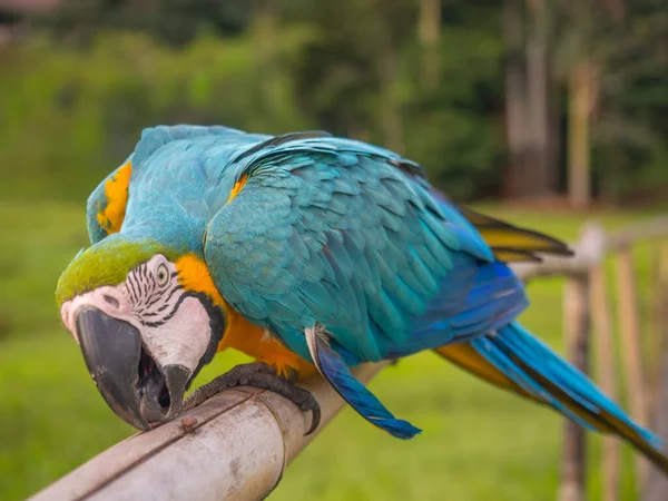 Beautiful Blue Yellow Parrot Macaw Amazon Jungle — Stock Photo, Image