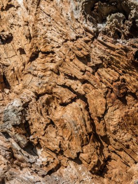 Geçmişi. Russet ve kahverengi ağaç kabuğu güneş ışığıyla aydınlatılır.