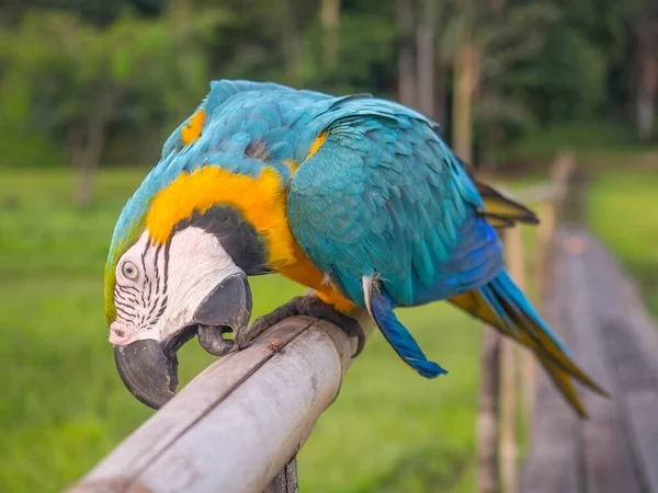 Gyönyörű Kék Sárga Papagáj Arapapagáj Amazonasi Dzsungelben — Stock Fotó
