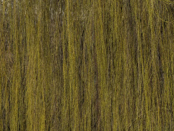 Antecedentes Ramitas Sauce Llorón Llorando Con Pequeñas Hojas Verdes Salix —  Fotos de Stock