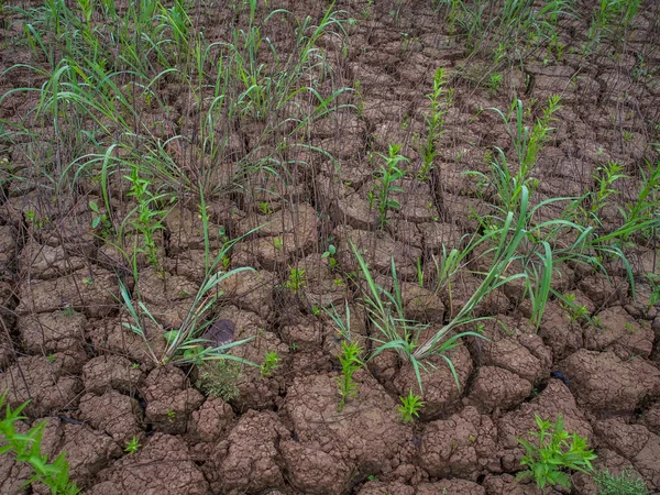 Achtergrond Gekraakte Bodem Van Rivier Als Gevolg Van Het Gebrek — Stockfoto