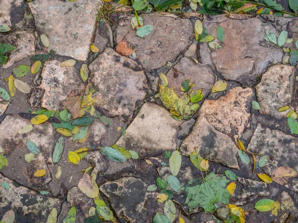 Antecedentes Hojas Pequeñas Coloridas Pavimento Hecho Piedras — Foto de Stock