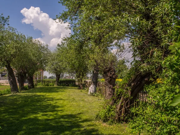 Весенний Сад Деревне Окруженный Плачущими Ивами — стоковое фото