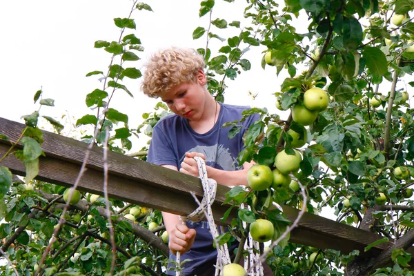 Jongen en boom fruit — Stockfoto