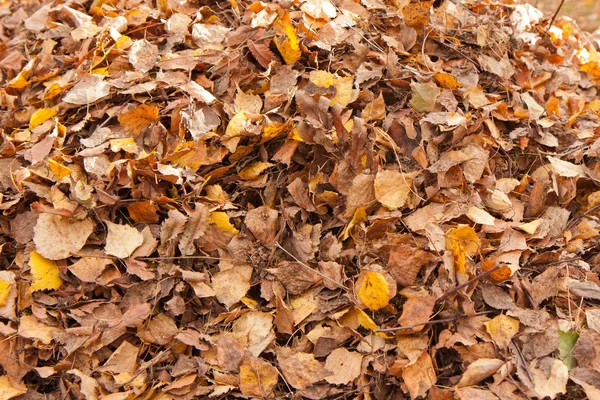 Herbst im Garten — Stockfoto