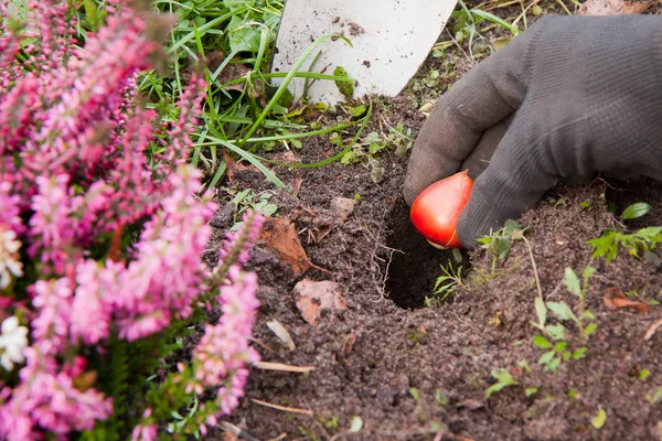 Tulipbulbs Rechtenvrije Stockfoto's