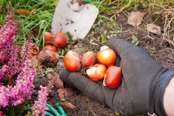 Tulipbulbs Stockafbeelding