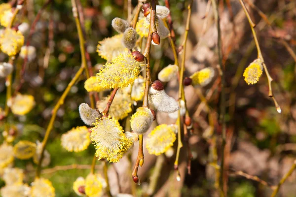 Willow — Stock Photo, Image