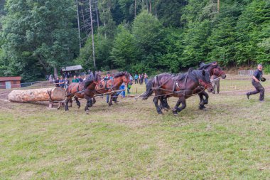 Köy fete. Dev ağaçlar Atlı araçlar tarafından çekerek rekabet