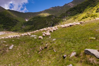 Karpatlar yamaçlarında koyun otlatma sürüsü koruyan çoban