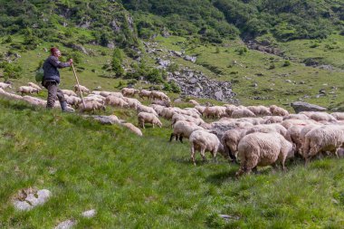 Karpatlar yamaçlarında koyun otlatma sürüsü koruyan çoban