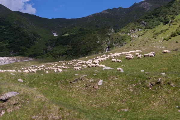 Пастир охоронного стадо овець випасу на схилах Карпат — стокове фото