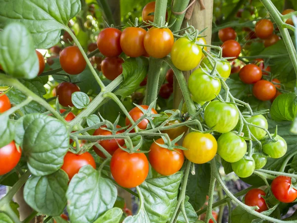 Merah dan hijau bunches dari tomat koktail pematangan di bawah sinar matahari — Stok Foto