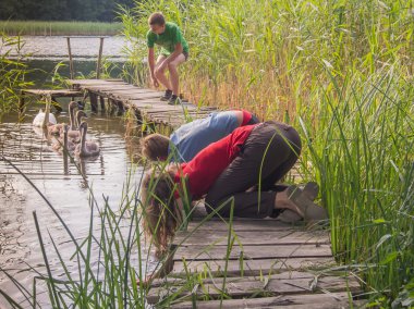 Ahşap bir iskele üzerinde duran gençler. Sonraki bir aile kuğu yüzüyor