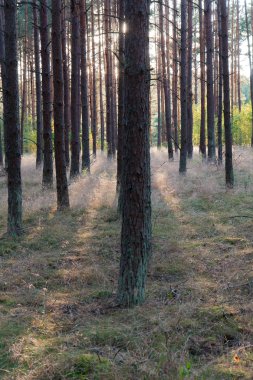 Işık ve gölgeler bir çam ormanı içinde ilginç bir oyun.