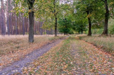 Renkli yaprakları ile çevrili orman yolu