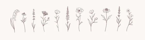 Gyógynövények Vadvirágok Kézzel Rajzolt Virágos Elemek Vektor Illusztráció Eps — Stock Vector