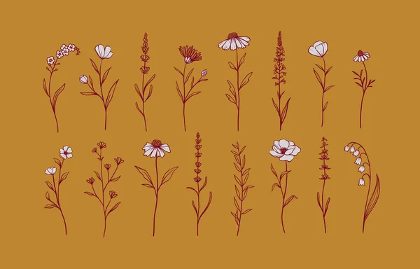 Ensemble Herbes Fleurs Sauvages Eléments Floraux Dessinés Main Illustration Vectorielle — Image vectorielle