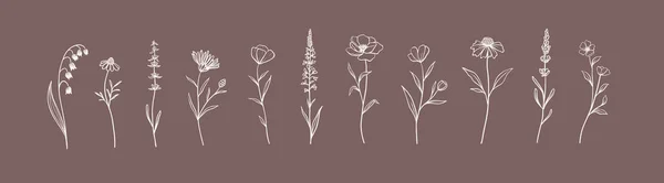 Zestaw Ziół Dzikich Kwiatów Ręcznie Rysowane Elementy Kwiatowe Ilustracja Wektora — Wektor stockowy