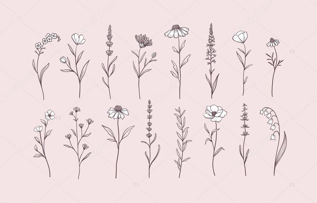 Set of Herbs and Wild Flowers. Hand drawn floral elements. Vector illustration, EPS 10.