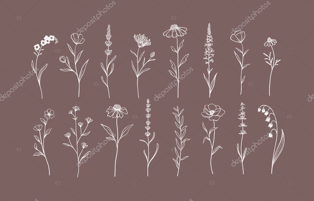 Set of Herbs and Wild Flowers. Hand drawn floral elements. Vector illustration, EPS 10.