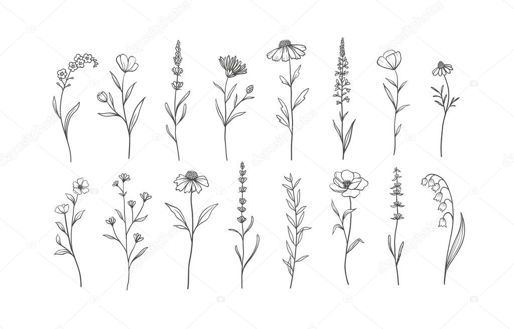 Set of Herbs and Wild Flowers. Hand drawn floral elements. Vector illustration, EPS 10.