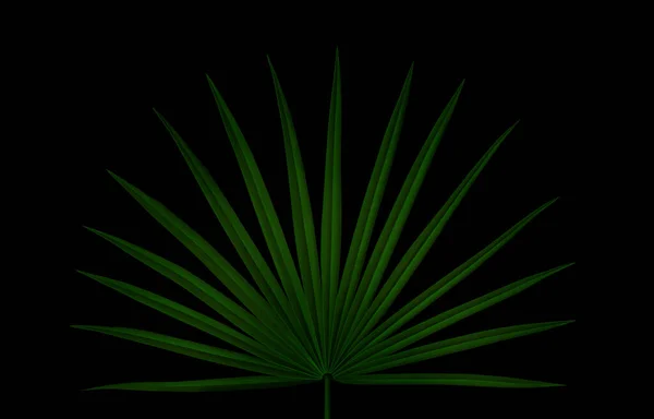 Luksusowe Tło Letnie Przestrzenią Kopiowania Ilustracja Tropikalnej Gałęzi Palmy Minimalna — Zdjęcie stockowe