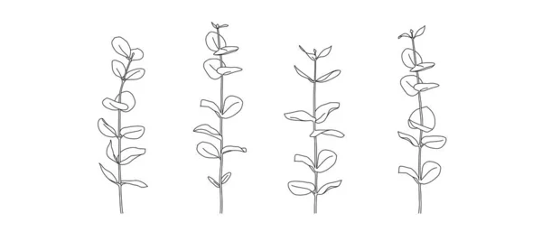 Lijntekening Van Eucalyptustakken Moderne Enkelvoudige Lijn Kunst Vectorillustratie Eps — Stockvector