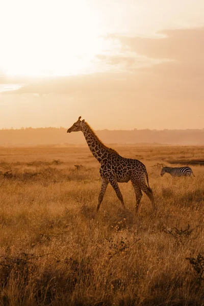 Giraffe Zebra Savannah Africa — Stock Photo, Image