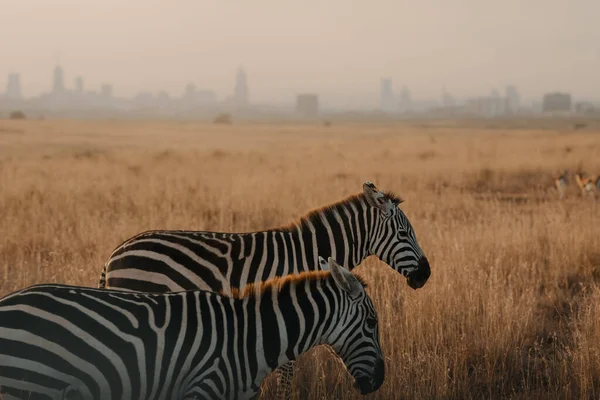 Bergaris Dua Zebra Padang Rumput — Stok Foto