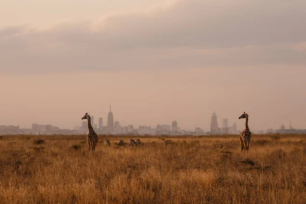 Silhouettes Giraffes Other Animals Savanna — Stock Photo, Image