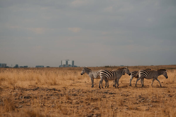 Striped Four Zebras Meadow Stock Photo