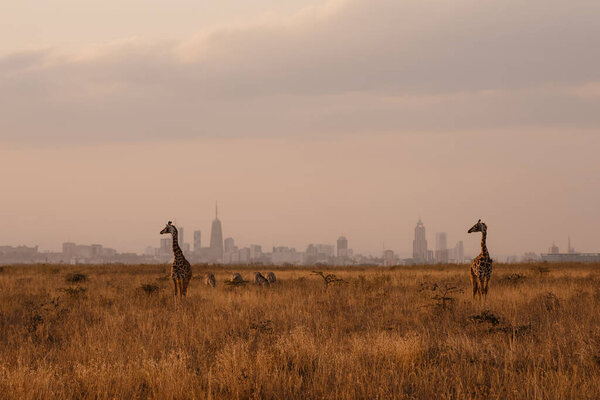 Silhouettes Giraffes Other Animals Savanna Royalty Free Stock Photos
