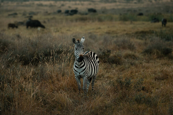 Beautiful Zebra Savannah Selective Focus Stock Image