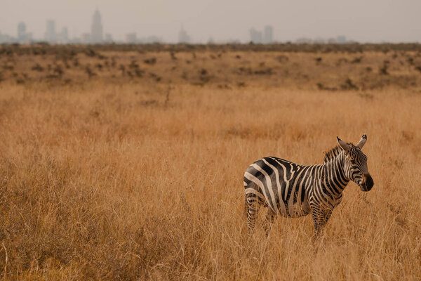 Beautiful Zebra Savannah Stock Photo