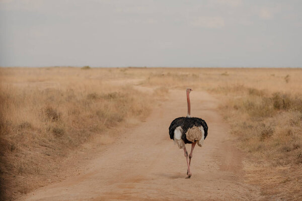 Beautiful Ostrich Bird Savanna Fauna Wildlife Stock Picture