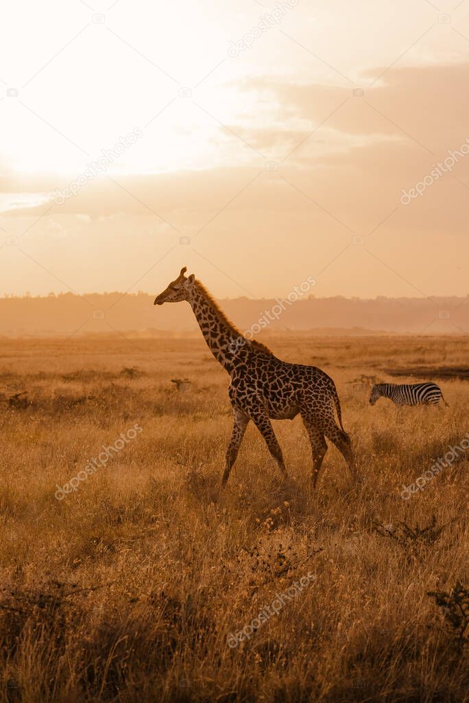 giraffe and zebra in the savannah of Africa
