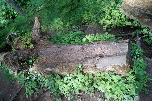 Glenariff Królowa Glens Jest Jednym Dziewięciu Antrimów Glenariffa Glenariff Forest — Zdjęcie stockowe