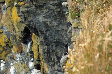 Carrick-a-Rede, Kuzey İrlanda 'da Ballycastle ile Ballintoy arasında yer alan bir adadır. Ada, anakaraya uzanan ve ıssız olan bir asma köprü ile birbirine bağlı..
