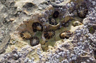 Causeway sahil yolunun hemen dışında ve Curran Sahili 'nden Dunluce Şatosu' na kadar uzanan beyaz kaya kireçtaşı kayalıkları ile çarpıcı bir doğal kıyı konumu var..