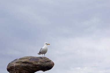 Kanlı Köprü Newcastle 'ın yaklaşık 3 mil güneyinde Kilkeel yolunda yer almaktadır ve muhtemelen Güney Bölgesi' nin en bilinen simgelerinden biridir..