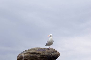 Kanlı Köprü Newcastle 'ın yaklaşık 3 mil güneyinde Kilkeel yolunda yer almaktadır ve muhtemelen Güney Bölgesi' nin en bilinen simgelerinden biridir..