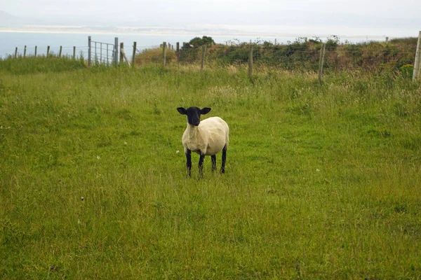 Inishowen Irlandês Inis Eoghain Maior Península Irlanda Está Localizada Condado — Fotografia de Stock
