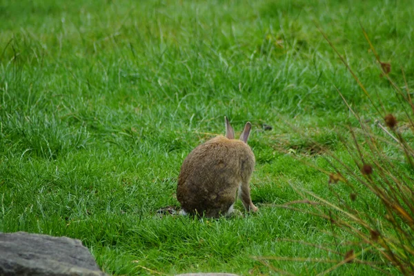 Field hare in Belfast on green meadow