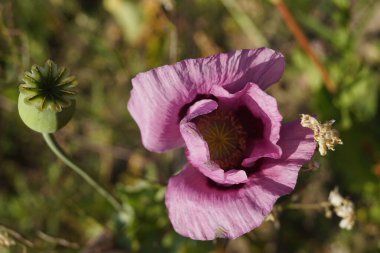 Hoek van Holland bugün Rotterdam belediyesine bağlı olmasına karşın, küçük bir sahil kenti ve sahil beldesi karakterini korumaktadır. Güney Hollanda 'da, Ren nehrinin ana kıyısında yer almaktadır. Limanın çevresinde sayısız çiçek ve bitki bulunmaktadır.