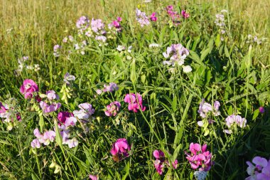 Hoek van Holland bugün Rotterdam belediyesine bağlı olmasına karşın, küçük bir sahil kenti ve sahil beldesi karakterini korumaktadır. Güney Hollanda 'da, Ren nehrinin ana kıyısında yer almaktadır. Limanın çevresinde sayısız çiçek ve bitki bulunmaktadır.