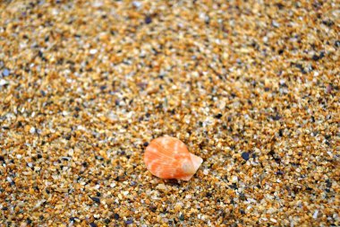 Körfeze resmi olarak Boyeghether Körfezi deniyor ama yerel halk tarafından Cinayet Deliği Sahili olarak adlandırılıyor. Murder Hole Beach, Boyeghether Körfezi 'nde deniz kabuğu hayvanı.