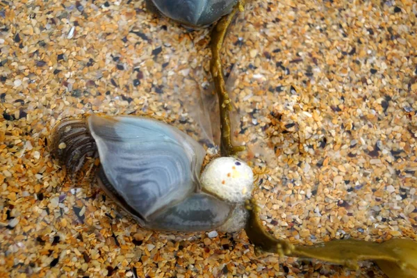 Bay Officially Called Boyeghether Bay Called Murder Hole Beach Locals — Stock Photo, Image