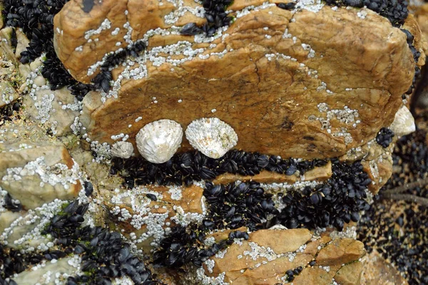 Baai Heet Officieel Boyeghether Bay Maar Wordt Door Lokale Bevolking — Stockfoto