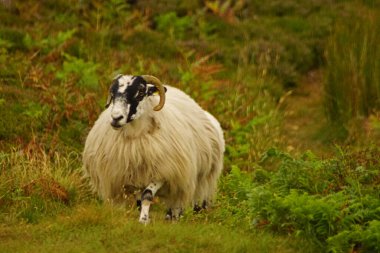 İrlanda 'nın Donegal eyaletinin batısındaki Slieve League uçurumları Atlantik Okyanusu' nun 601 metre yüksekliğindedir..